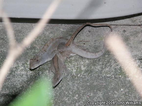 Brown Anole (Anolis sagrei)