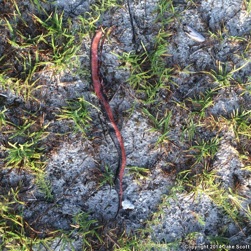 North Florida Swampsnake (Seminatrix pygaea pygaea)