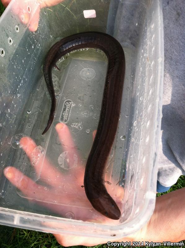 Three-toed Amphiuma (Amphiuma tridactylum)