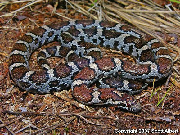 Eastern Milksnake (Lampropeltis triangulum triangulum)