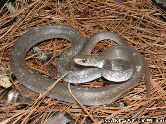 Tan Racer (Coluber constrictor etheridgei)