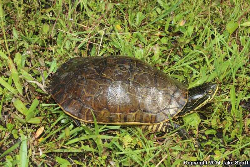 Eastern Chicken Turtle (Deirochelys reticularia reticularia)