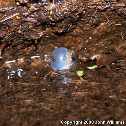 Western Narrow-mouthed Toad (Gastrophryne olivacea)