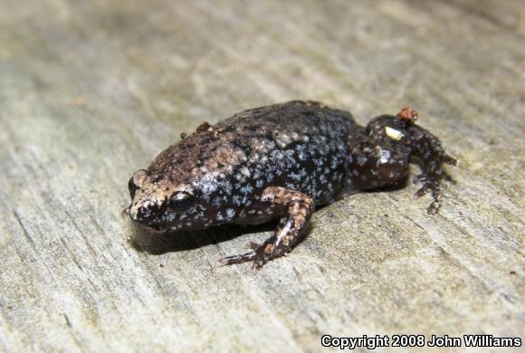 Eastern Narrow-mouthed Toad (Gastrophryne carolinensis)