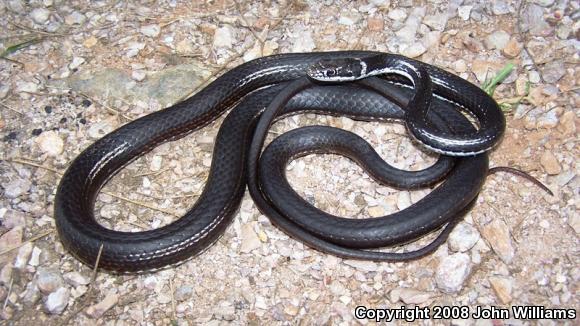 Central Texas Whipsnake (Coluber taeniatus girardi)