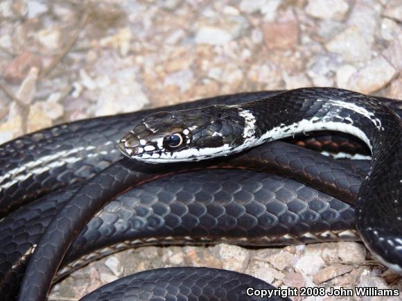 Central Texas Whipsnake (Coluber taeniatus girardi)