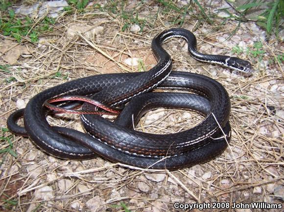 Central Texas Whipsnake (Coluber taeniatus girardi)