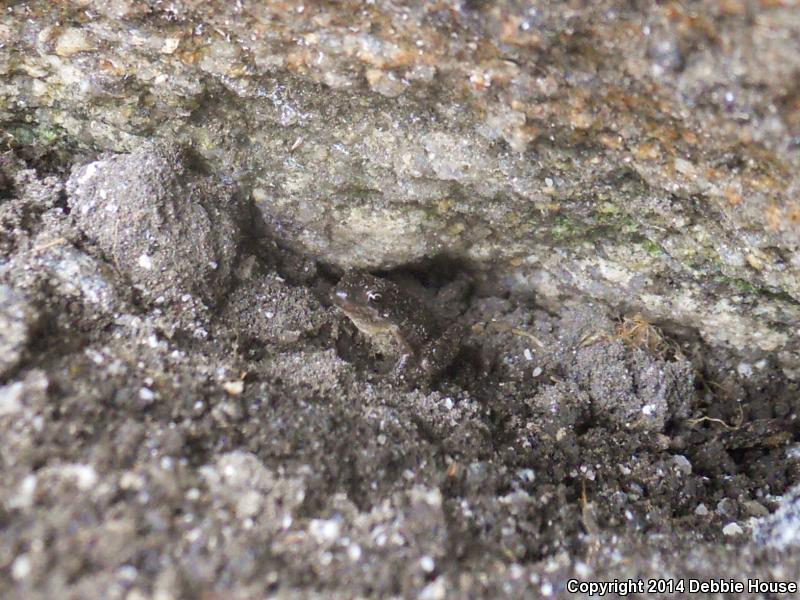 Sierra Nevada Yellow-legged Frog (Rana sierrae)