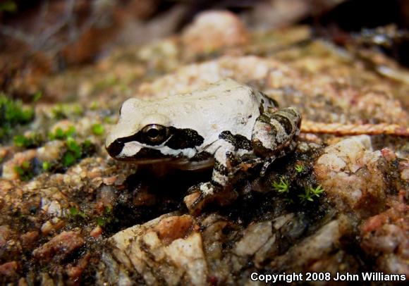 Strecker's Chorus Frog (Pseudacris streckeri)