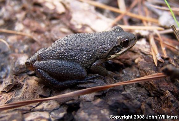 Western Chorus Frog (Pseudacris triseriata)