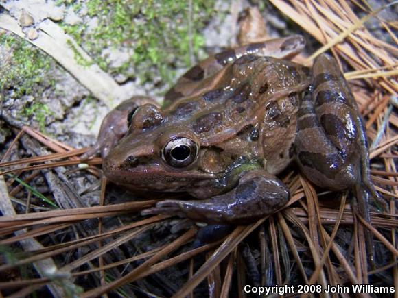 Southern Leopard Frog (Lithobates sphenocephalus utricularius)