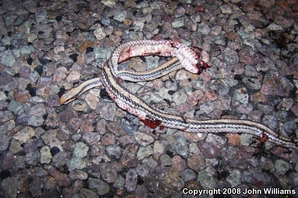 Big Bend Patch-nosed Snake (Salvadora hexalepis deserticola)