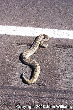 Mohave Rattlesnake (Crotalus scutulatus scutulatus)