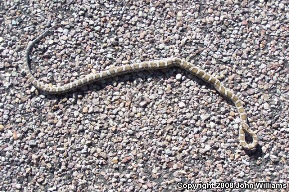 Northern Plains Rat Snake (Pantherophis emoryi emoryi)