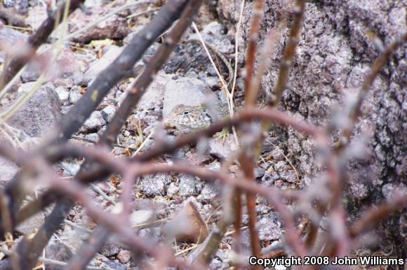 Western Collard Lizard (Crotaphytus collaris baileyi)