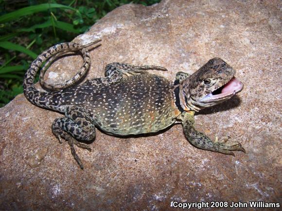 Eastern Collared Lizard (Crotaphytus collaris collaris)