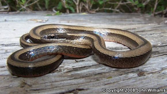 Tamaulipan Black-striped Snake (Coniophanes imperialis imperialis)