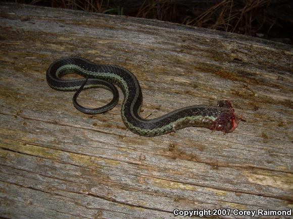 Eastern Gartersnake (Thamnophis sirtalis sirtalis)