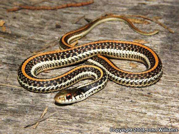 Texas Gartersnake (Thamnophis sirtalis annectens)