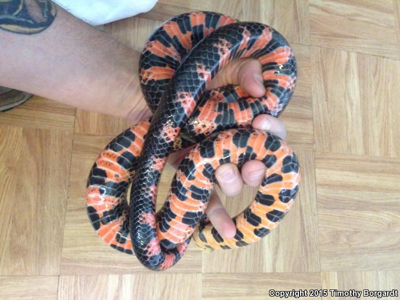 Western Mudsnake (Farancia abacura reinwardtii)