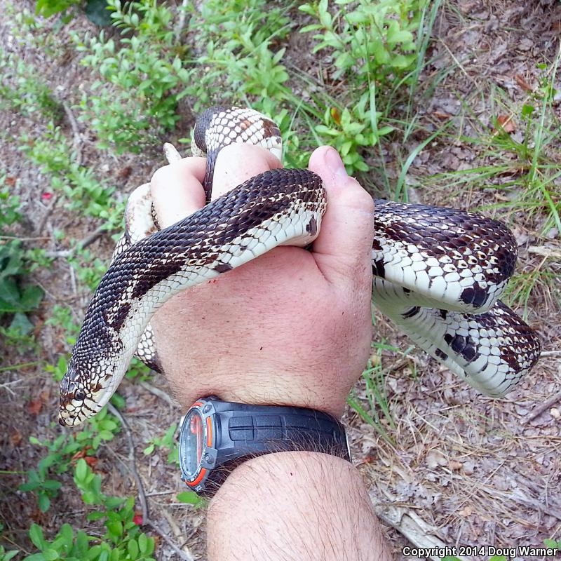 Northern Pinesnake (Pituophis melanoleucus melanoleucus)