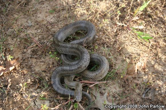 Prairie Kingsnake (Lampropeltis calligaster calligaster)