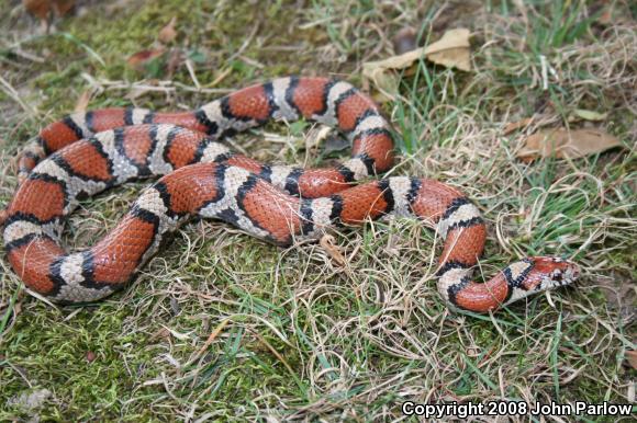 Red Milksnake (Lampropeltis triangulum syspila)