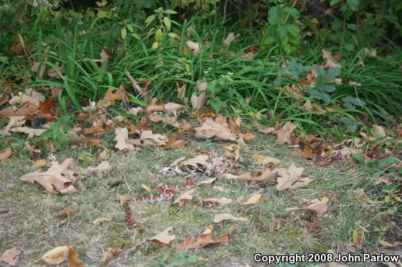 Red Milksnake (Lampropeltis triangulum syspila)