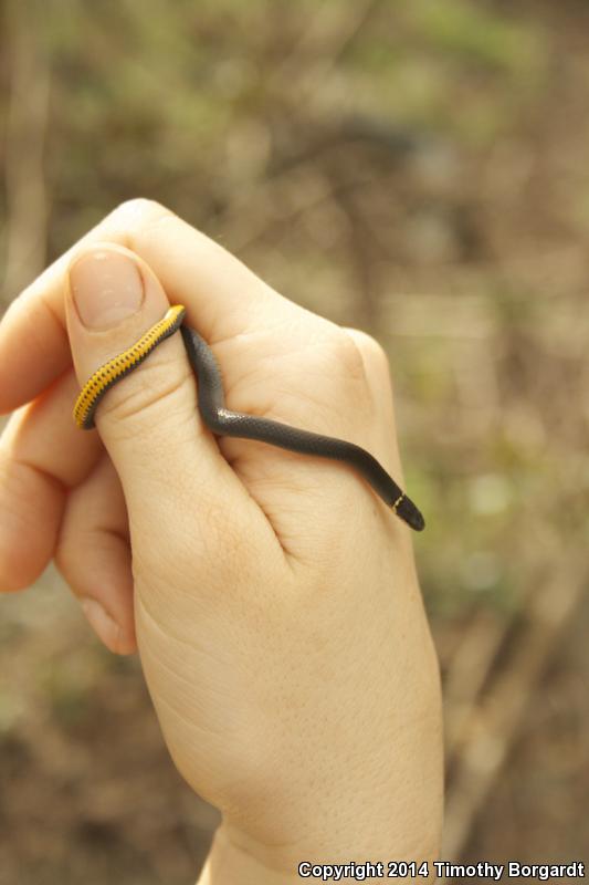 Mississippi Ring-necked Snake (Diadophis punctatus stictogenys)