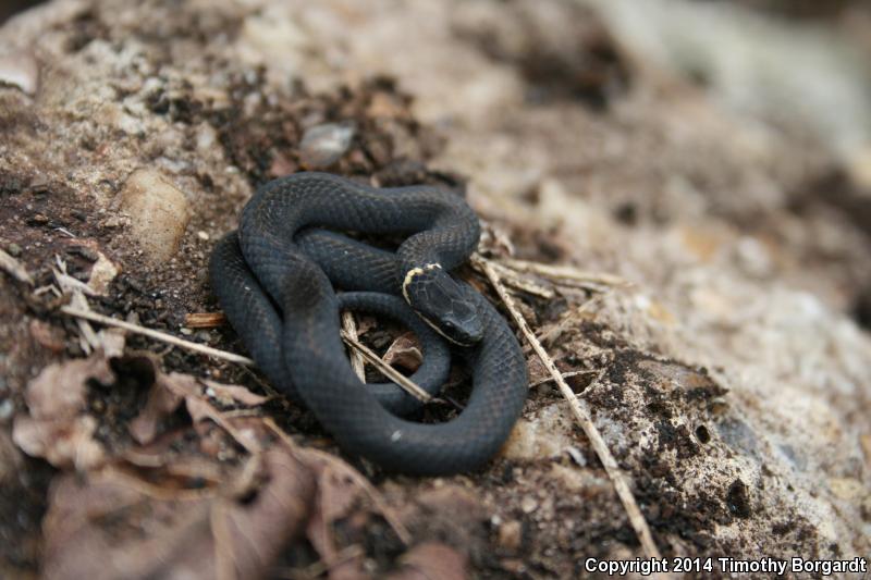 Mississippi Ring-necked Snake (Diadophis punctatus stictogenys)