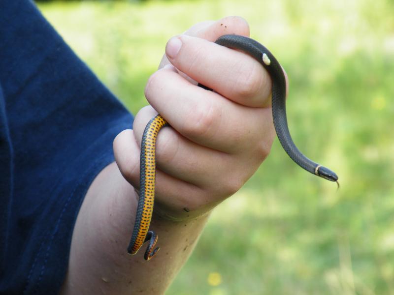 Mississippi Ring-necked Snake (Diadophis punctatus stictogenys)