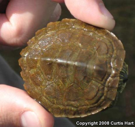 Northern Map Turtle (Graptemys geographica)