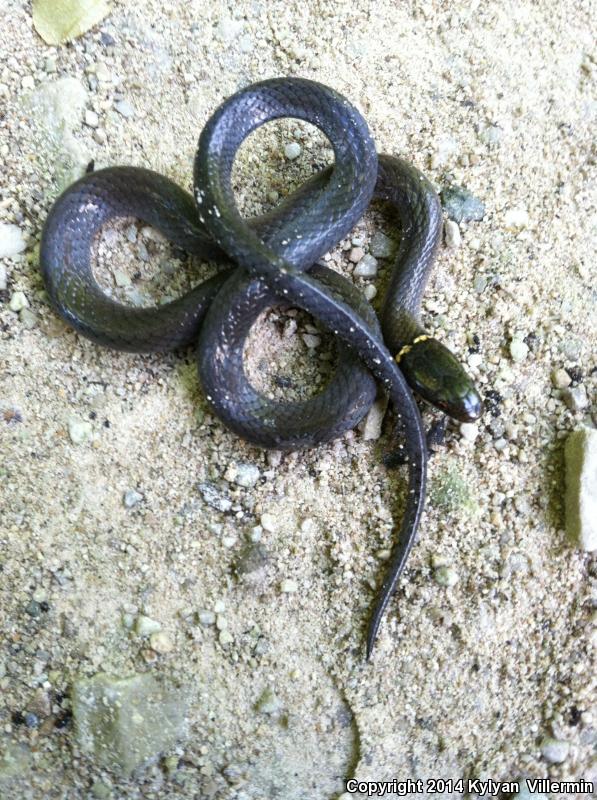 Mississippi Ring-necked Snake (Diadophis punctatus stictogenys)