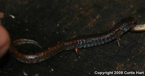 Four-toed Salamander (Hemidactylium scutatum)