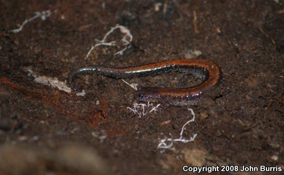 Eastern Red-backed Salamander (Plethodon cinereus)