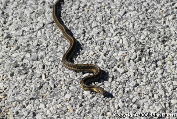 Chicago Gartersnake (Thamnophis sirtalis semifasciatus)