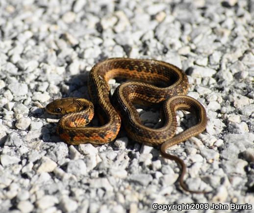 Chicago Gartersnake (Thamnophis sirtalis semifasciatus)