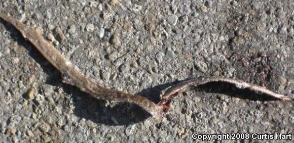 Dekay's Brownsnake (Storeria dekayi)