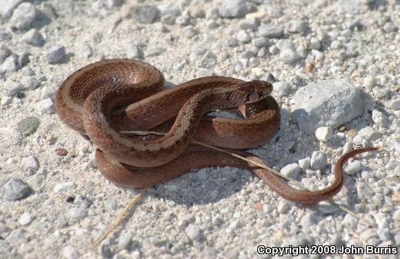 Midland Brownsnake (Storeria dekayi wrightorum)