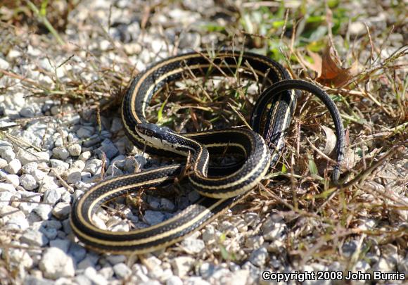 Orange-striped Ribbonsnake (Thamnophis proximus proximus)