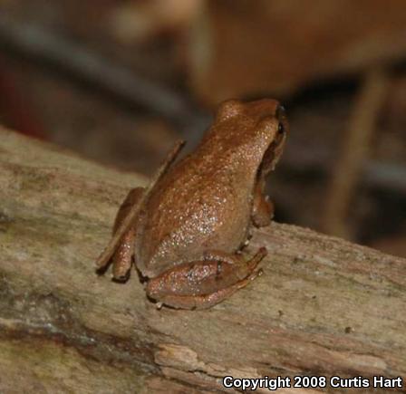 Northern Spring Peeper (Pseudacris crucifer crucifer)