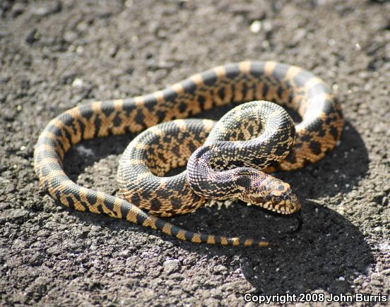 Bullsnake (Pituophis catenifer sayi)