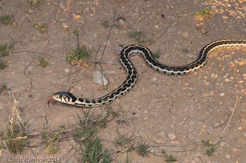 Eastern Black-necked Gartersnake (Thamnophis cyrtopsis ocellatus)