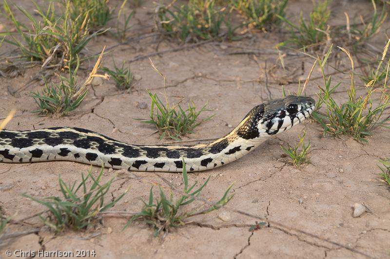 Eastern Black-necked Gartersnake (Thamnophis cyrtopsis ocellatus)