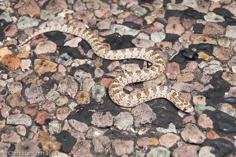 Chihuahuan Hook-nosed Snake (Gyalopion canum)