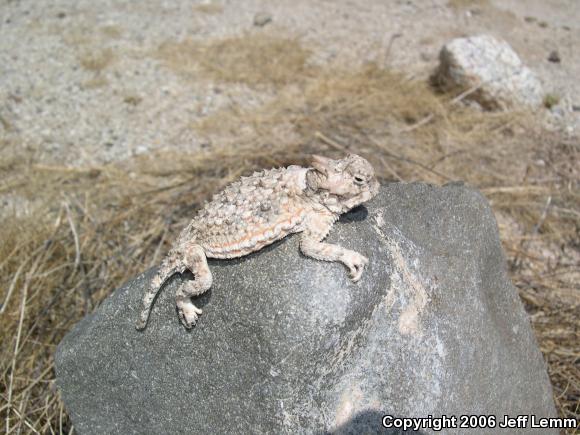 Southern Desert Horned Lizard (Phrynosoma platyrhinos calidiarum)