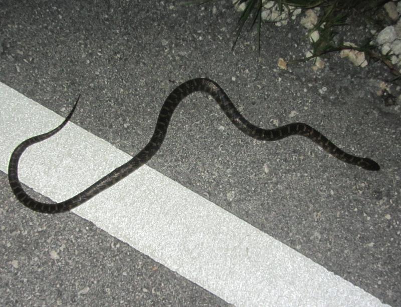 Florida Kingsnake (Lampropeltis getula floridana)