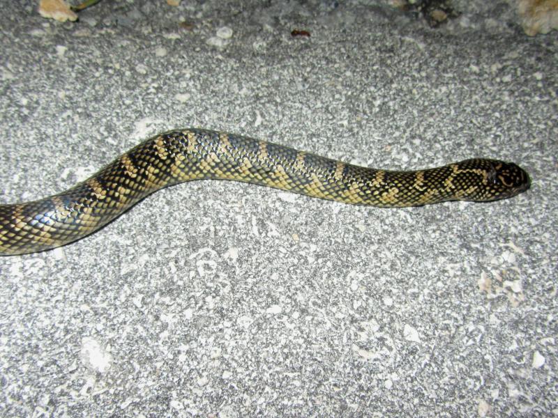 Florida Kingsnake (Lampropeltis getula floridana)