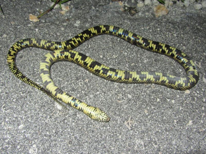 Florida Kingsnake (Lampropeltis getula floridana)