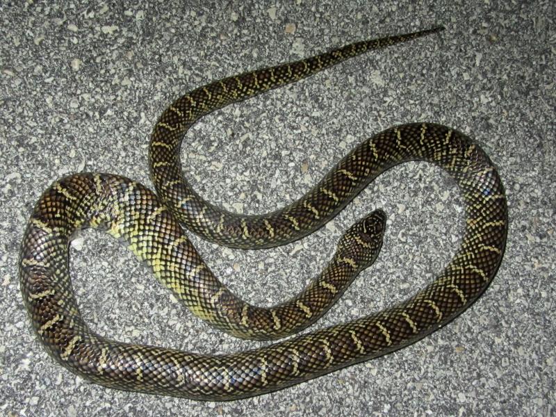 Florida Kingsnake (Lampropeltis getula floridana)